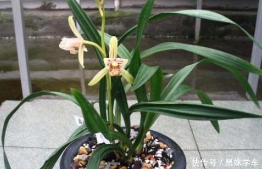 喜欢兰花就养建兰,重点只有2个,越养越上瘾,花朵艳丽满屋飘香!