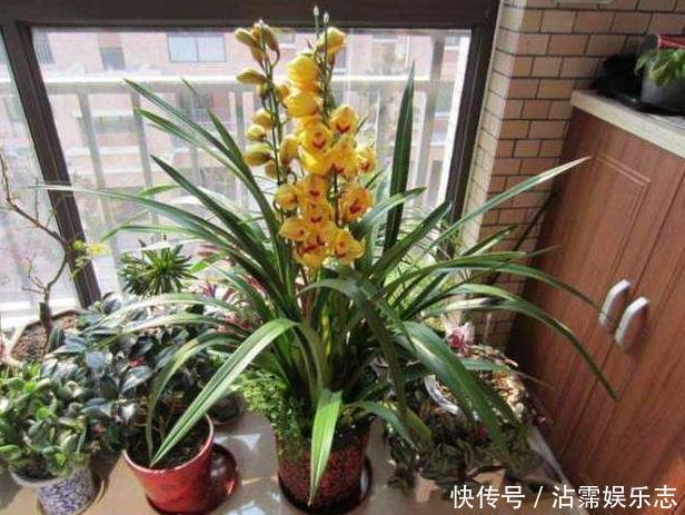 家里的盆栽花期不开花、还枯死了,是啥原因答案在这里