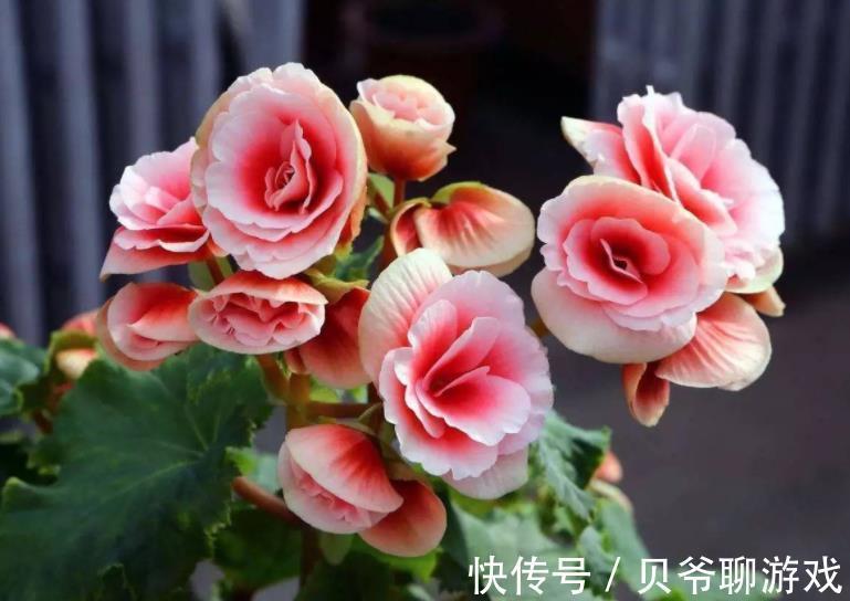 11月逛花市,8种花别错过,随便一养都能开爆盆,适合新手花友