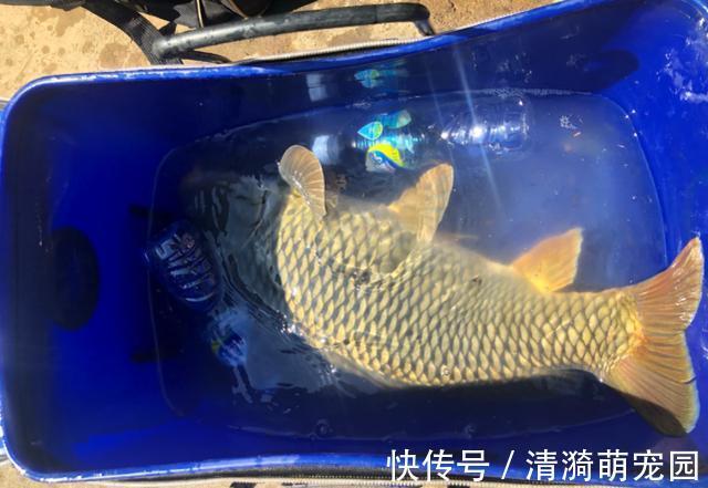 饵料|野生鲤鱼不好钓？钓的时候多一个步骤，再狡猾的鲤鱼也忍不住咬钩