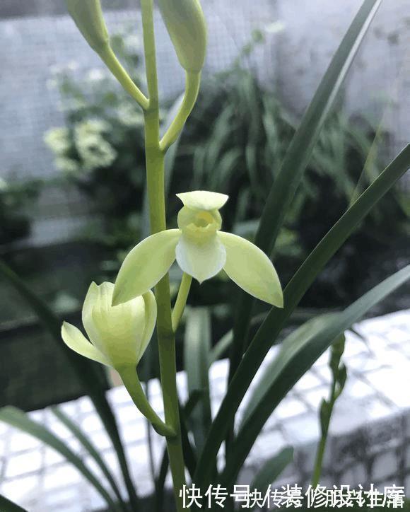 养5年兰花都不开花，加了1料，花开停不住