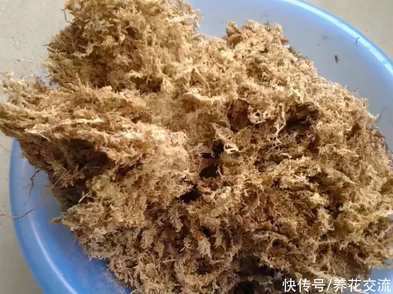 用水苔养花的6大好处，烂根植物轻松救活，枯萎的多肉能重新生根