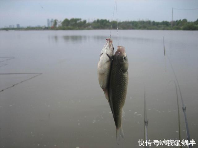 味型|夏季高温鲫鱼难钓搞懂其中奥妙，夏季野钓不难爆护