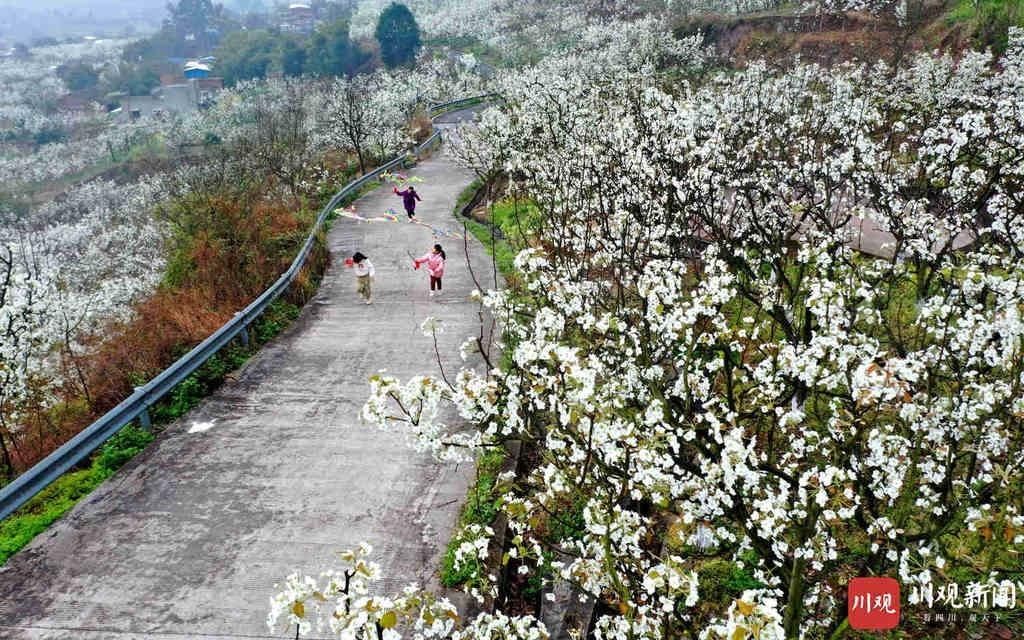 远近|仁寿： 万亩梨花开得艳 远近游客闻香来