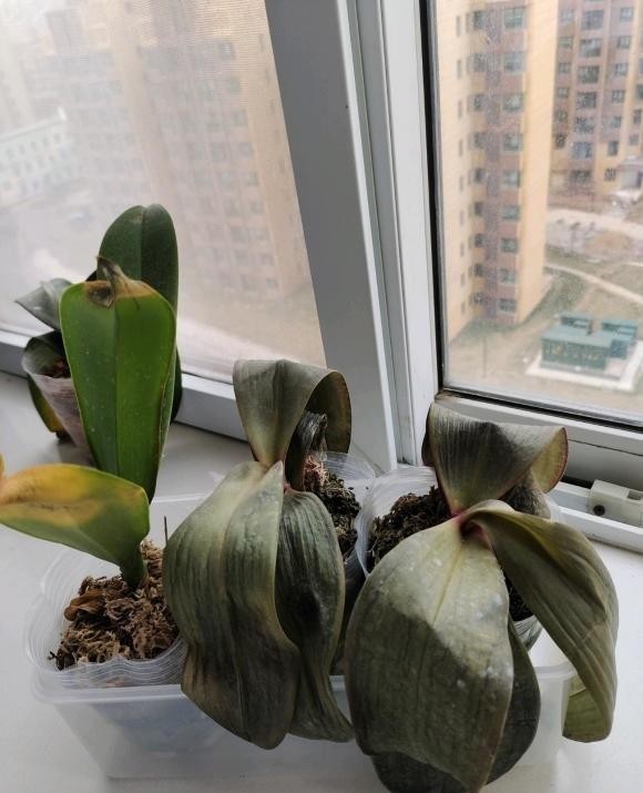 阳台|家里的花,不要放在阳台边上,一阵冷风吹过来,绿叶变黄叶