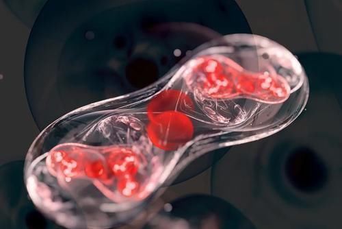 什么是血小板?是血管中的修复专家,血小板偏高是怎么回事