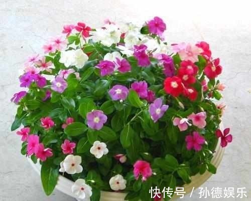 细数那些超耐阴的花,光照少长满屋,懒人大爱