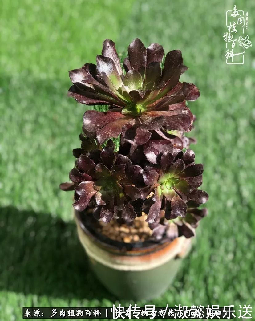 百科|多肉千万种,我独爱法师!爱它的霸气,更爱它的华丽蜕变!