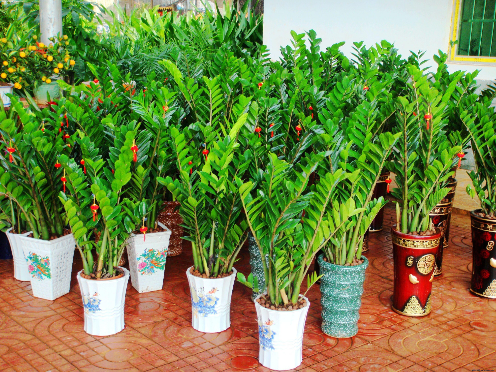 发财树|七种带“钱”的花，好看又好养，寓意吉祥，财源滚滚，建议养一盆