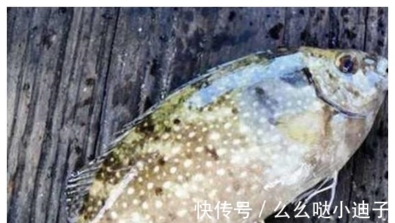 俗称“泥猛鱼”,腹内有臭味,以前不上大席,现在一斤能卖60元