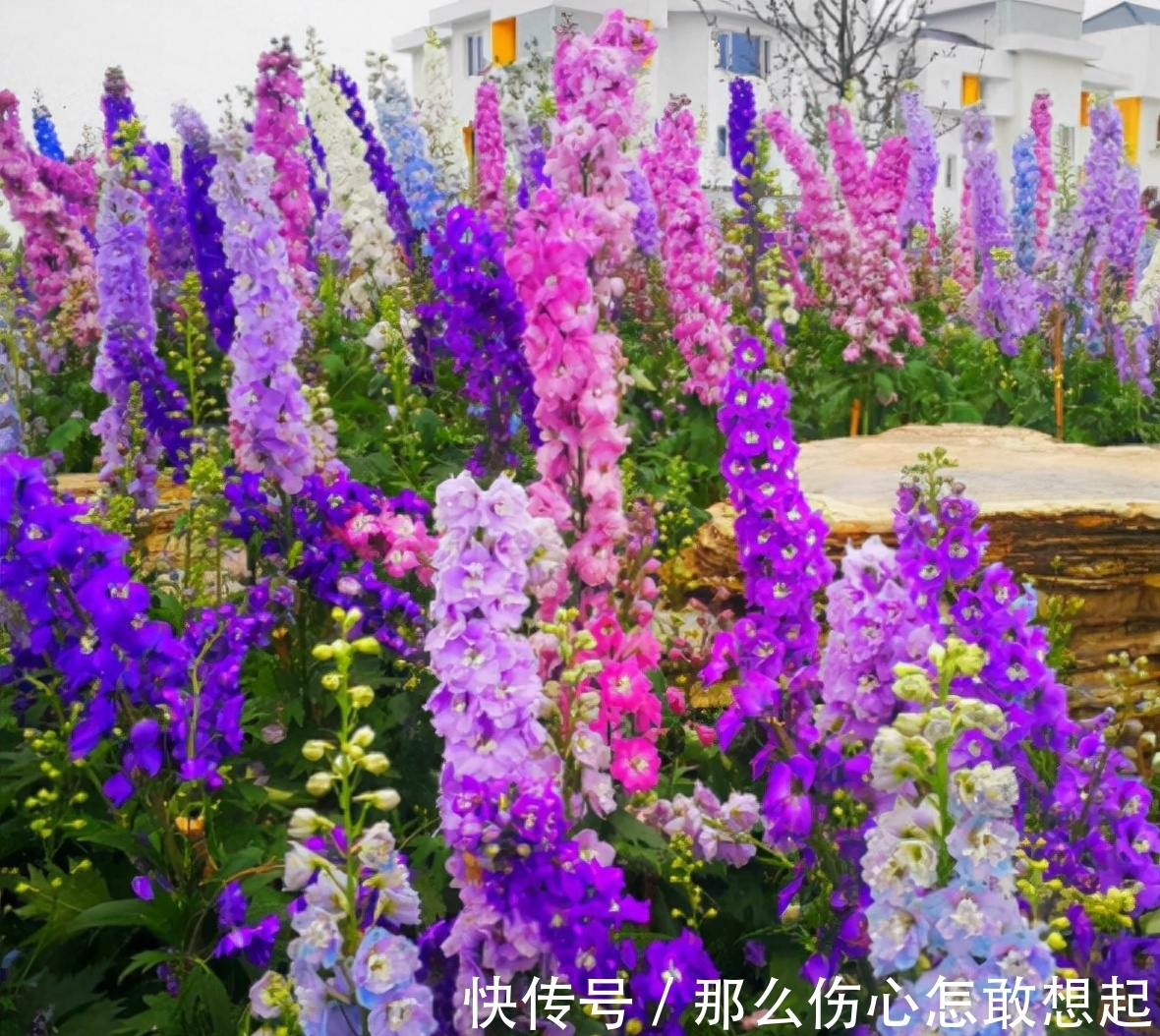 数据库|漂亮的有毒花，认识20种“大毒花”，涨知识不吃亏