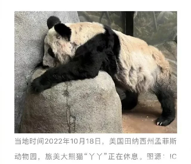 越早知道越好（旅美大熊猫“乐乐”去世）官方回应旅美大熊猫产... 第3张