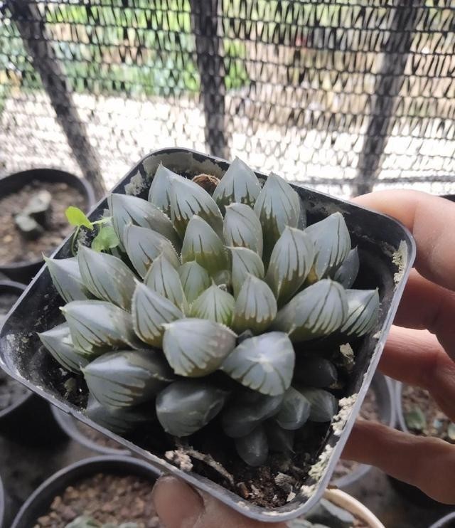 多肉都|养玉露,一定要满足水分,大水浇灌,叶子更通透,颜值更高