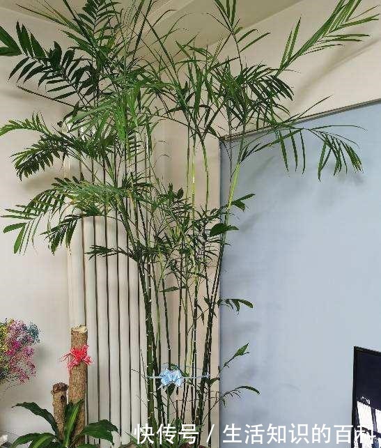 古代人都爱养的“4种花”，特上档次，家里养一盆，富贵满堂！