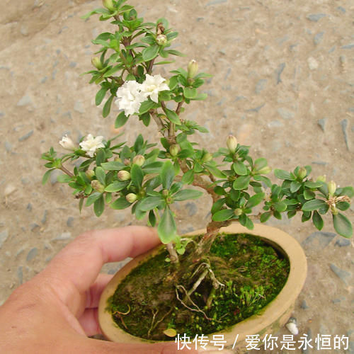 火棘|“微型盆景”,我只服此3种,置于案头,让人一见钟情