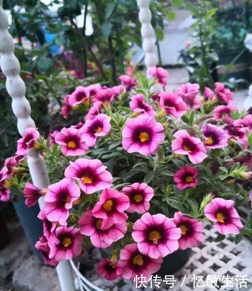 浇水|为什么明明浇水不多,花却还烂根,很多花友都容易忽略这一点!