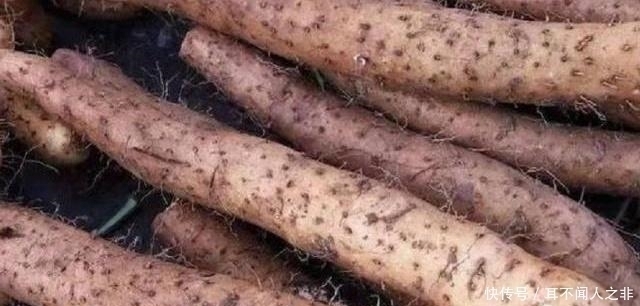 良心菜贩子的建议:要买到好山药,这3种不要碰,千万别浪费钱