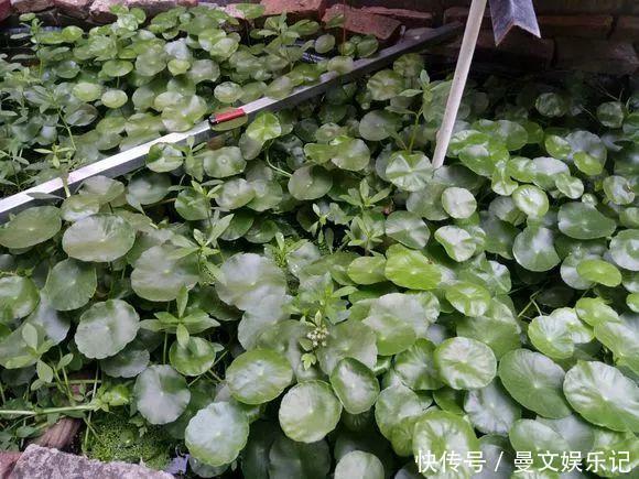 这4种花，不用土只用水，就能养成绿窗帘！