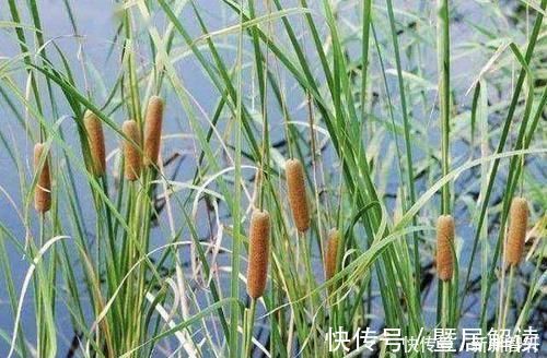 盆栽|在河边，碰到“1种野草”请珍惜，人称“马蹄金”，当盆栽值钱