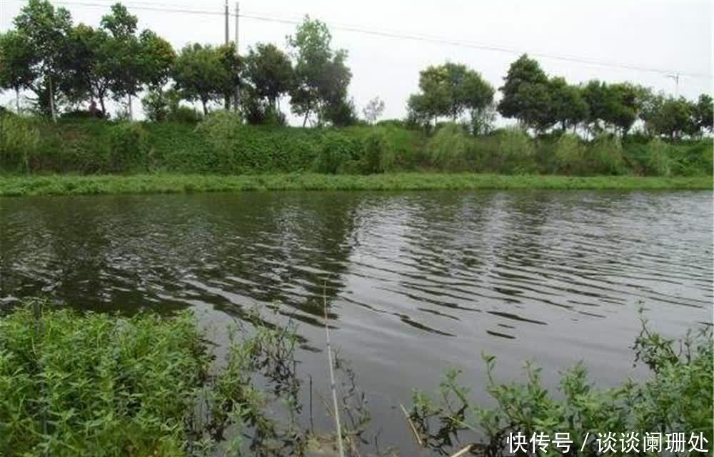 鲢鳙|夏季无风不钓鱼,刮风钓大鱼,刮风天钓大鱼,钓法需要变一变!