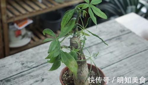 发财树发黄还烂根？水浇错了，换个浇法呼呼疯长，植株苍劲挺拔