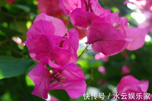 三角梅超实用的养护技巧，做好这几步，一开就是大半年