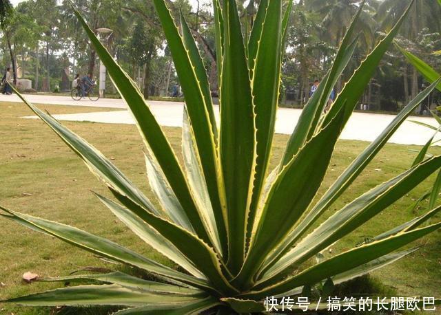 果实|它是墨西哥人的宝贝,8年成熟一次,一个上百斤,加工后卖350万