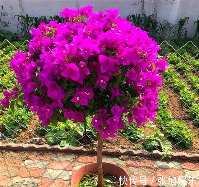 枝条|想让三角梅爆炸式开花,打顶很重要,学会2个小技巧,轻松开爆盆