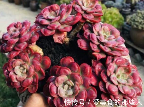 多肉雨滴有多美