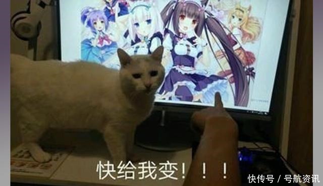 画师|想让猫咪变成人变是不可能的，但画师可以将其画出来！