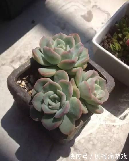 水和光多少是适量,50种常见多肉植物度夏攻略