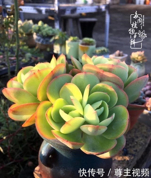 百科|养多肉三年多,初见惊鸿!累并快乐着!养多肉三年多,初见惊鸿!累并快乐着!