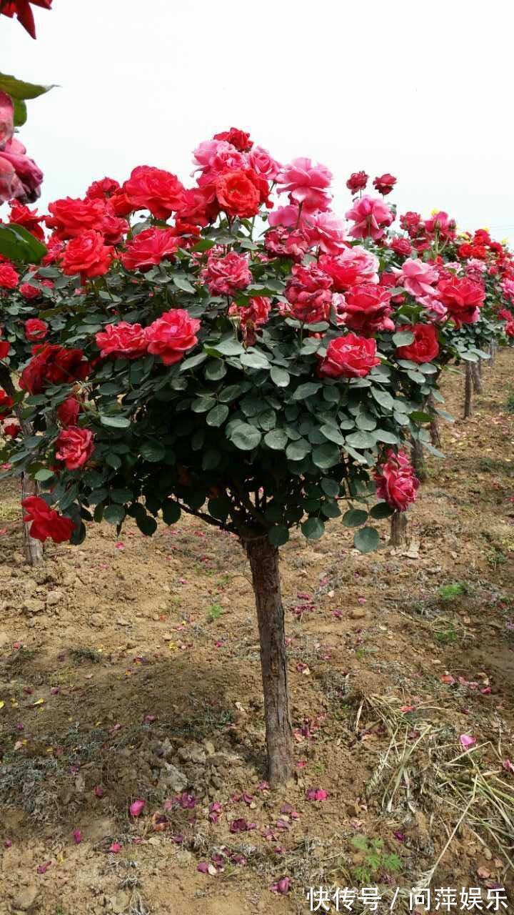 形似玫瑰,外表绚丽,养殖有技巧,掌握好技巧,月季轻松爆盆