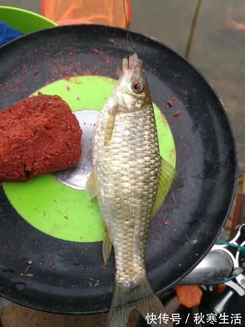 六陈水库开光新鱼护，崇尚不以爆护秀钓技