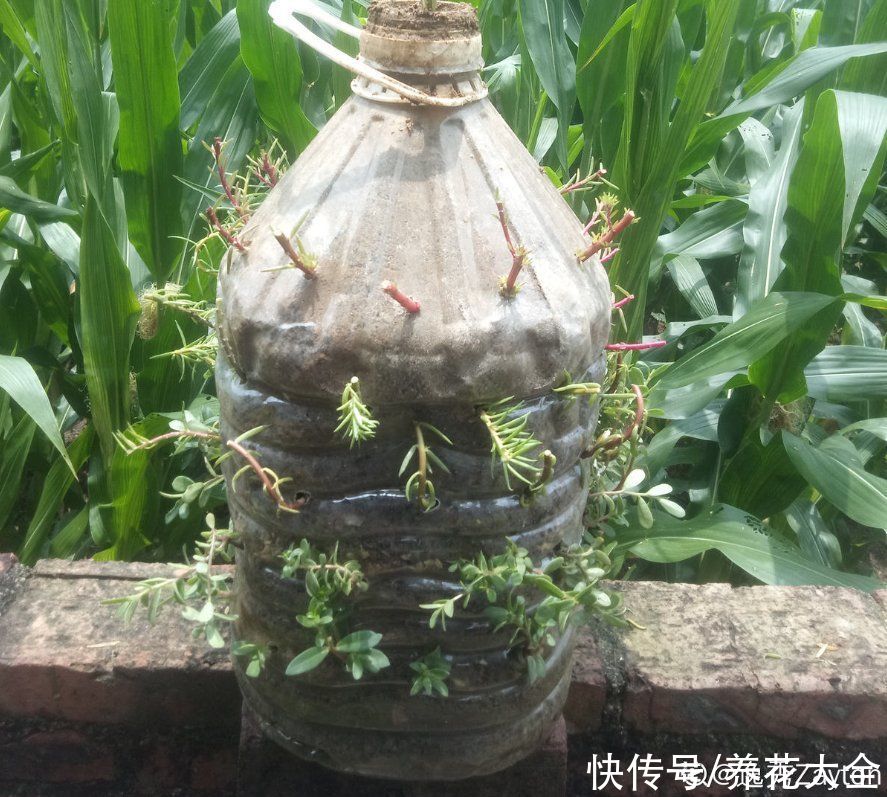 家里的油桶不要扔，拿来种菜养花，省钱又好用