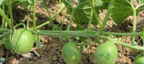 常吃|三伏天要多食此果,每天吃几个,排出毒素,肝脏越来越健康