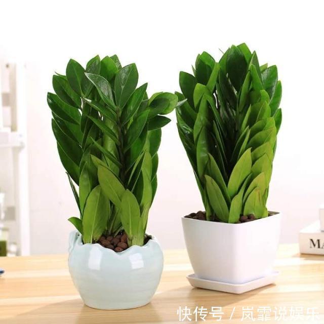 蓄水池|3种“懒人花”,最怕”水大“,”旱“字记心头,盆盆枝繁叶茂!