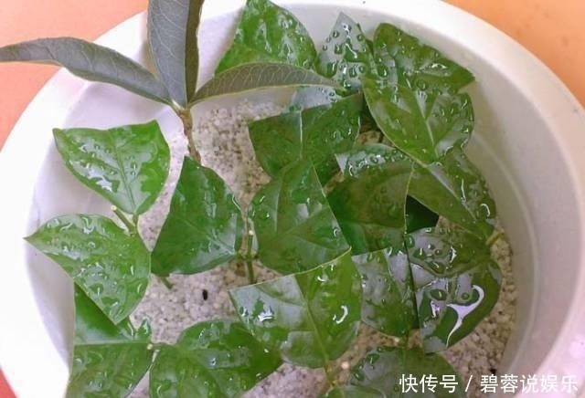 矿泉水瓶|扦插栀子、茉莉,使用垃圾自制“生根器”,7天冒白根,忒好养