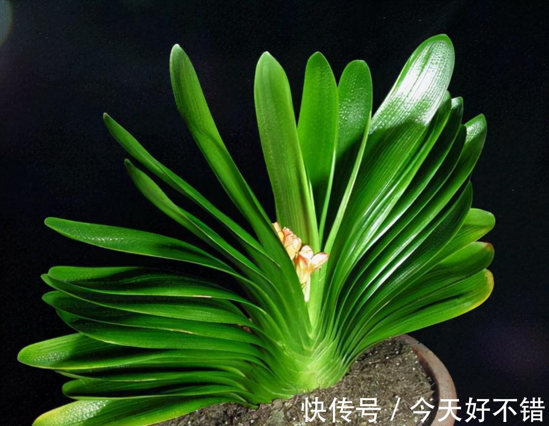 要想养好君子兰,这3步不能少,做好了新叶蹭蹭冒