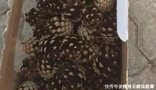 按需施肥太累人，不如就拿它当花土，养啥花都没问题!