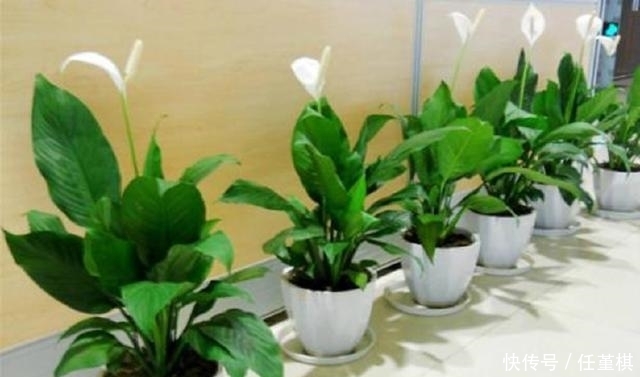 适合家养的这几种绿色植物,既美观又可净化空气,建议收藏哦