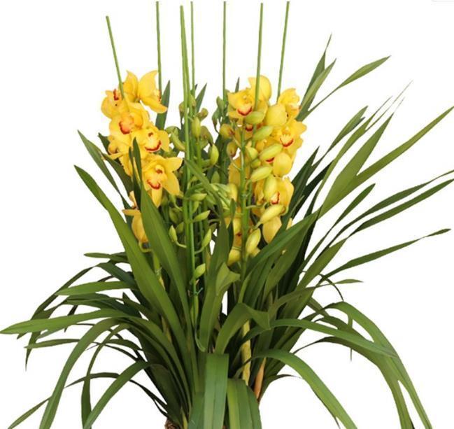 冬天|一到冬天就花开不断的8种花,不怕冷还好养活,养两盆就对了