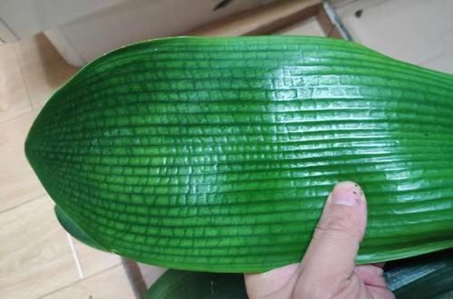 君子兰、蟹爪兰叶片打蔫，擦一擦，20天长油绿叶