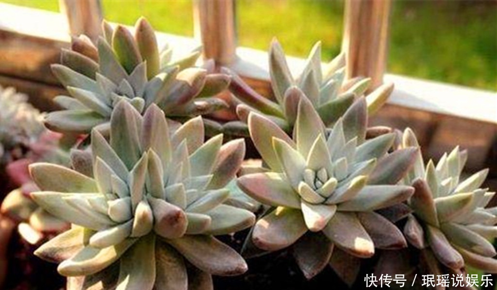 肥料|多肉越长越瘦怎么办用上3种肥料,养根系促上色,变肥不再是梦