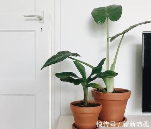 一个芋头芽,埋在花盆里,10天长成大盆景,比龟背竹还漂亮