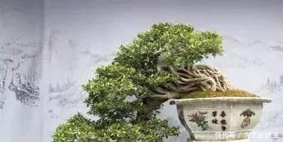 3种“便宜花”这样养一养，一年变“老桩”，开花千朵还“镇宅”