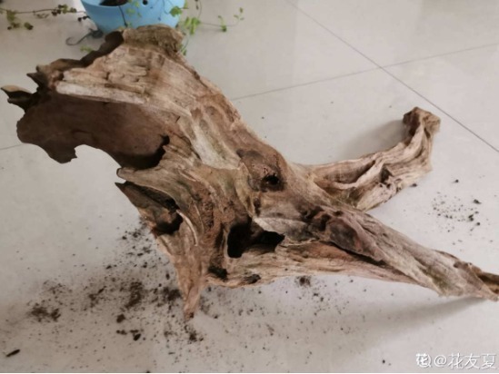 diy|别人不要的烂木桩,我捡回家种多肉,价值翻了20倍!