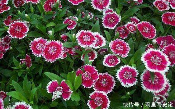 4种花美不胜收，花开媲美玫瑰，花朵姿态万千