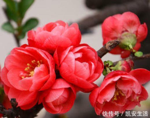 打理|适合养在客厅的植物，好养易打理，新手也能养很好