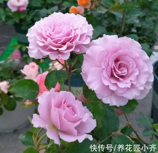 芽点|春天养月季，记住这3点，芽点饱满无盲芽，一次就能开爆盆